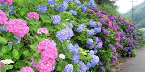 Kako uzgajati hortenziju u sibiru